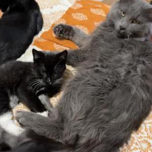 Lost Cat Greyson