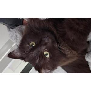 Image of Reese, Lost Cat