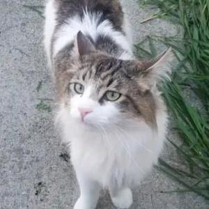 Image of Gatito, Lost Cat