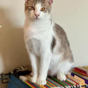 Lost Cat Luca