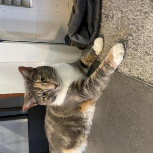 Image of Jade, Lost Cat