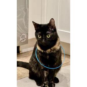 Image of Hemi, Lost Cat