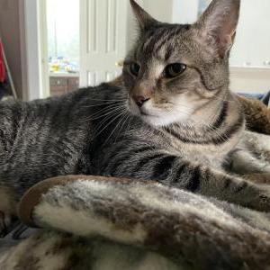 Lost Cat Weasel