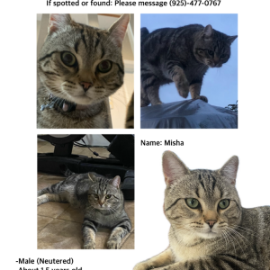 Image of Misha, Lost Cat