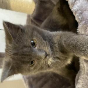 Lost Cat Milo