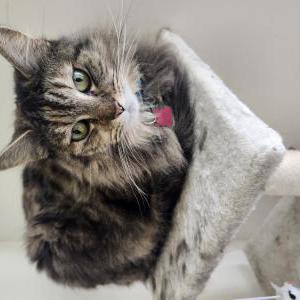 Image of Baby kitty, Lost Cat