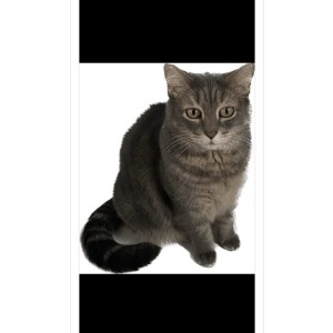 Lost Cat Goku