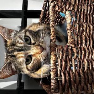 Image of Jett, Lost Cat