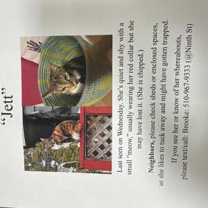 2nd Image of Jett, Lost Cat