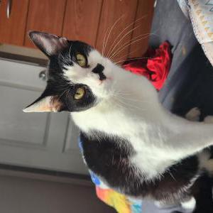 Lost Cat Oreo