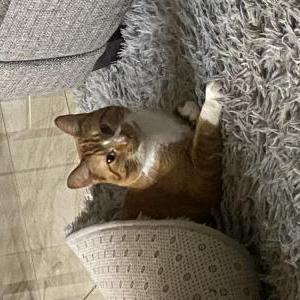 Lost Cat Carty
