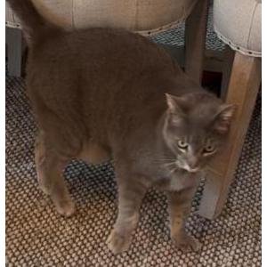 Lost Cat Oli