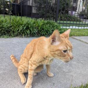 Image of Unknown, Found Cat