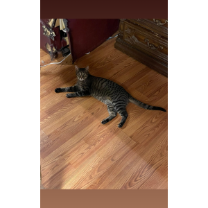 Lost Cat Thor