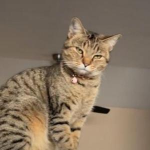 Image of Kitkat, Lost Cat