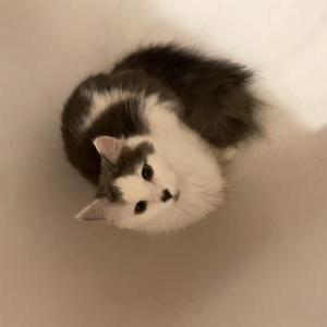 Lost Cat Smush