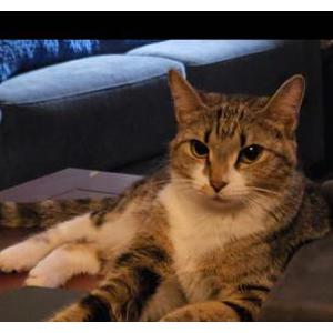 Image of Moe Moe, Lost Cat
