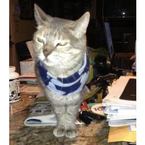Image of Allie, Lost Cat