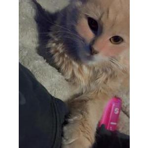 Lost Cat Royal