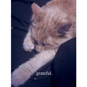 2nd Image of Royal, Lost Cat