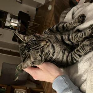 Lost Cat Little Jack