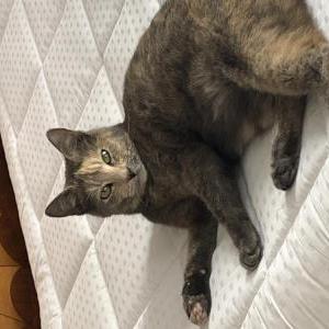 Lost Cat Timber
