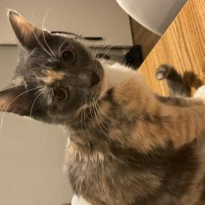 Lost Cat Hope
