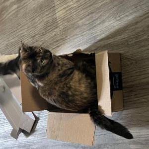 Image of Ava, Lost Cat