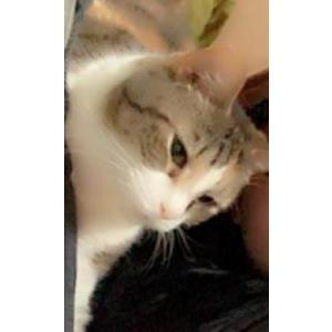 Image of Bella, Lost Cat