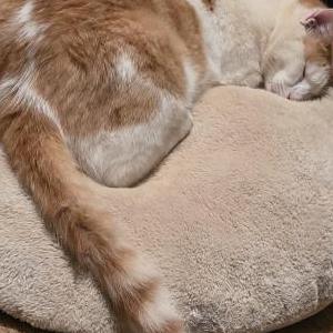Lost Cat Silas