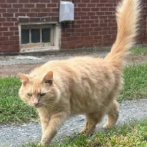 Lost Cat Theo