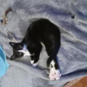 Image of NENA, Lost Cat