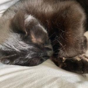 Lost Cat Gus