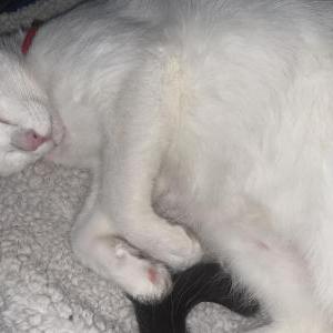 Image of fondant, Lost Cat