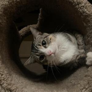 Image of Batman, Lost Cat