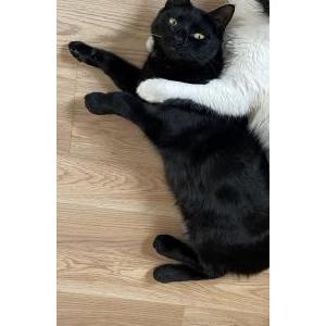 Lost Cat Kodak