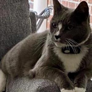 Lost Cat Boo