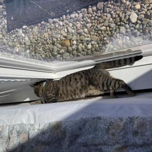 Lost Cat Kuma