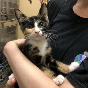 Image of Max (maxine), Lost Cat