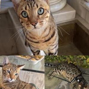 Image of troy, Lost Cat