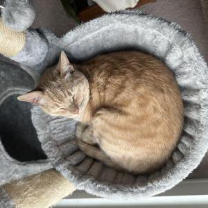 Image of Kaiya, Lost Cat