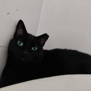 Image of Philly, Lost Cat