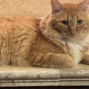 Image of Bugs, Lost Cat