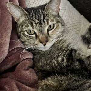 Lost Cat Harper