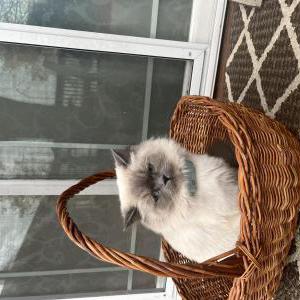 Lost Cat Dior