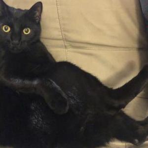 Image of Shadow, Lost Cat