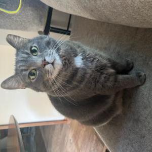 Lost Cat Oscar