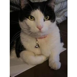 Lost Cat Luna