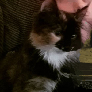Lost Cat Pennywise
