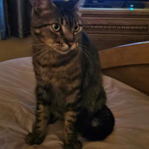 Lost Cat Toonces